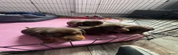 Miniature Dachshund dogs for sale: Stunning Mini Dachshund puppies for sale - Advert 31