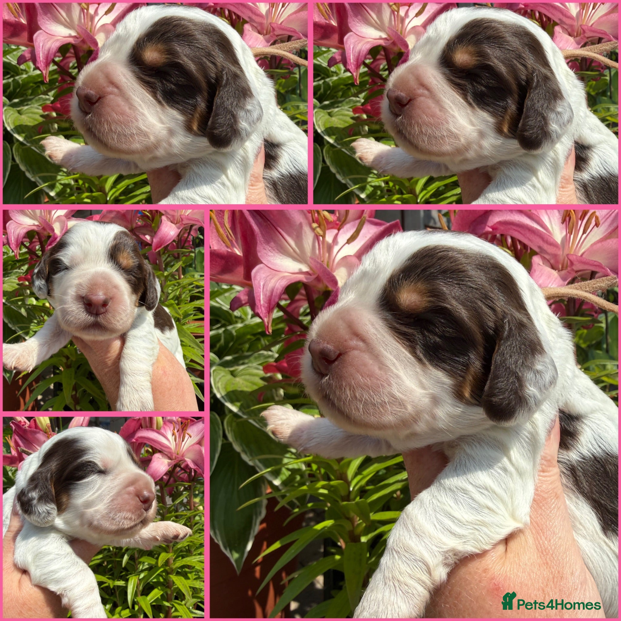 Cocker Spaniel dogs Stunning cocker pups excellent health testing  - Advert 2