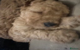 Miniature Poodle dogs for sale: REDUCED Mini poodle pups - Image 7