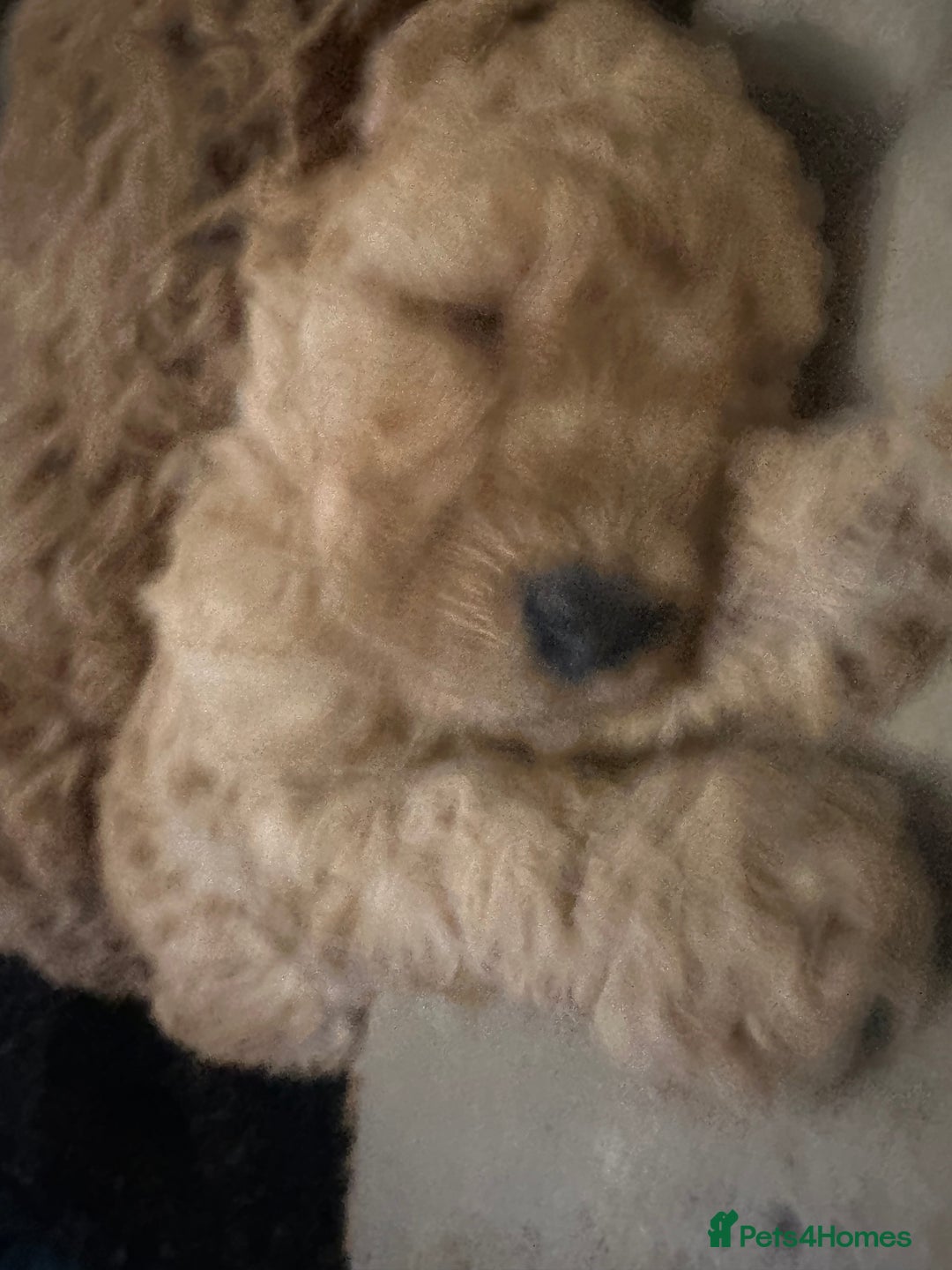 Miniature Poodle dogs for sale: REDUCED Mini poodle pups - Image 7