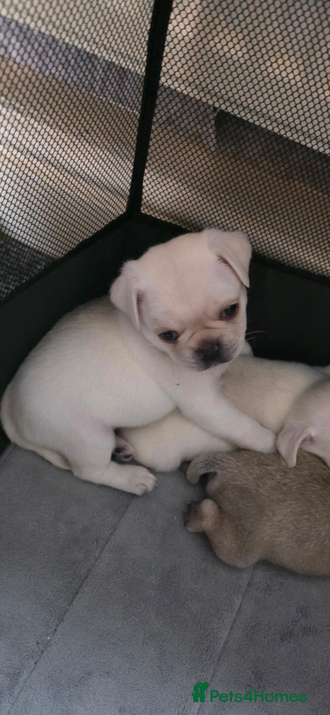 Pug dogs Full breed pugs pups 5 male 1 female  - Advert 5