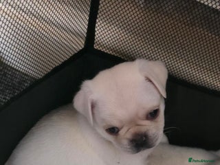 Pug dogs Full breed pugs pups 5 male 1 female - Advert 10