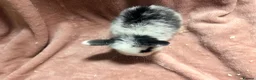 Mini Lop rabbits for sale: Pure Mini lops - Advert 2