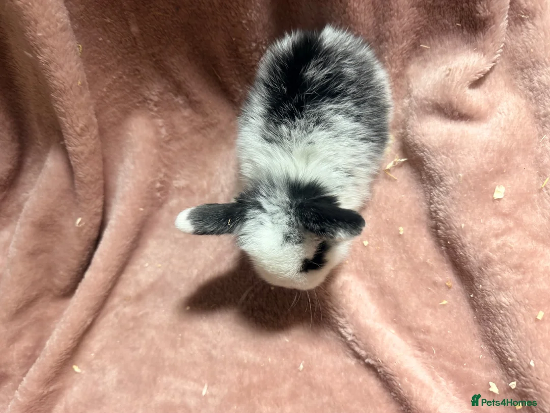 Mini Lop rabbits for sale: Pure Mini lops - Advert 2
