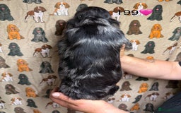 Cocker Spaniel dogs for sale: Chunky show type cocker spaniels  - Image 8