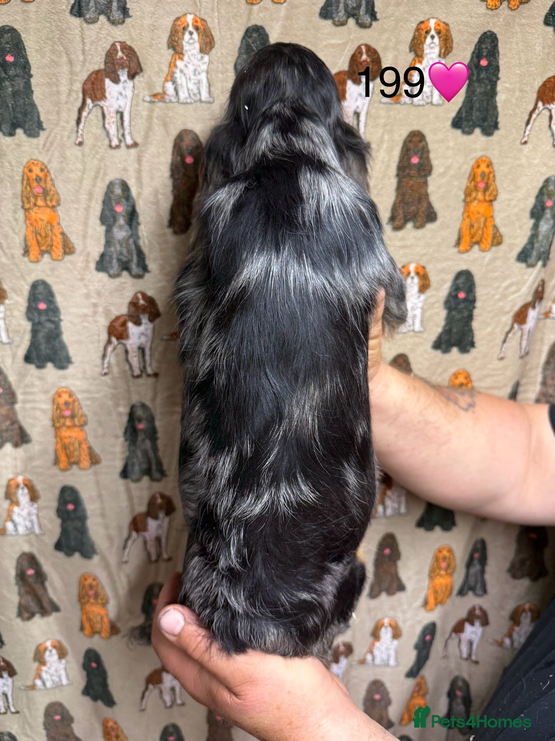 Cocker Spaniel dogs for sale: Chunky show type cocker spaniels  - Image 8