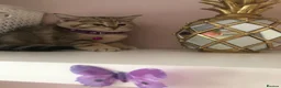 British Shorthair cats for sale: British shorthair kittens  in Rainham - Advert 31