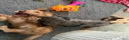 Dachshund dogs for sale: 2x Long haired dachshunds - Advert 6