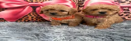 Cavapoo dogs for sale: Adorable poppies - Advert 12
