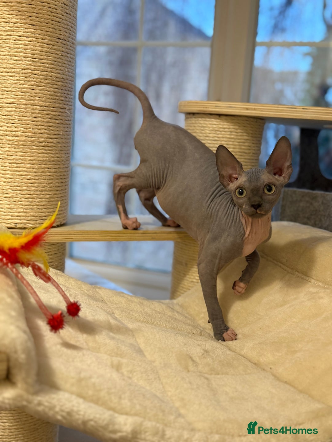 Sphynx cats for sale:  Boy Blue Bicolour - Advert 8