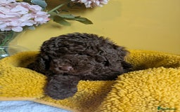 Cockapoo dogs for sale: Gorgeous Cockapoo puppies - Image 13