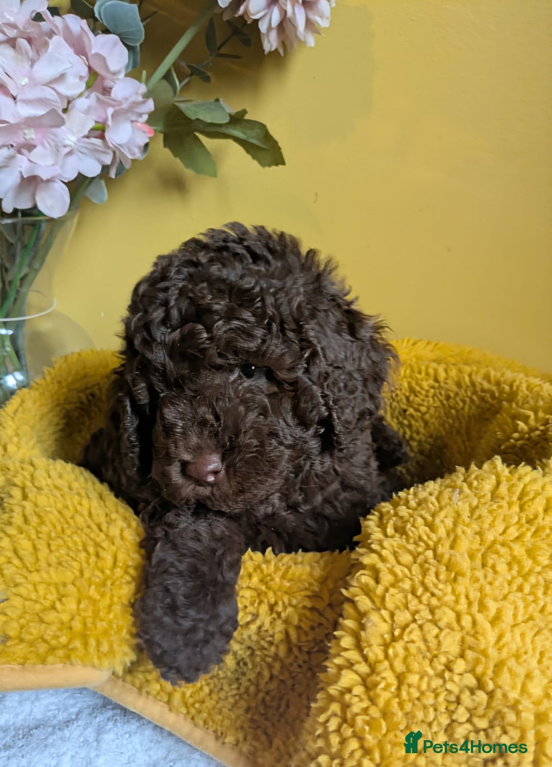 Cockapoo dogs for sale: Gorgeous Cockapoo puppies - Image 13