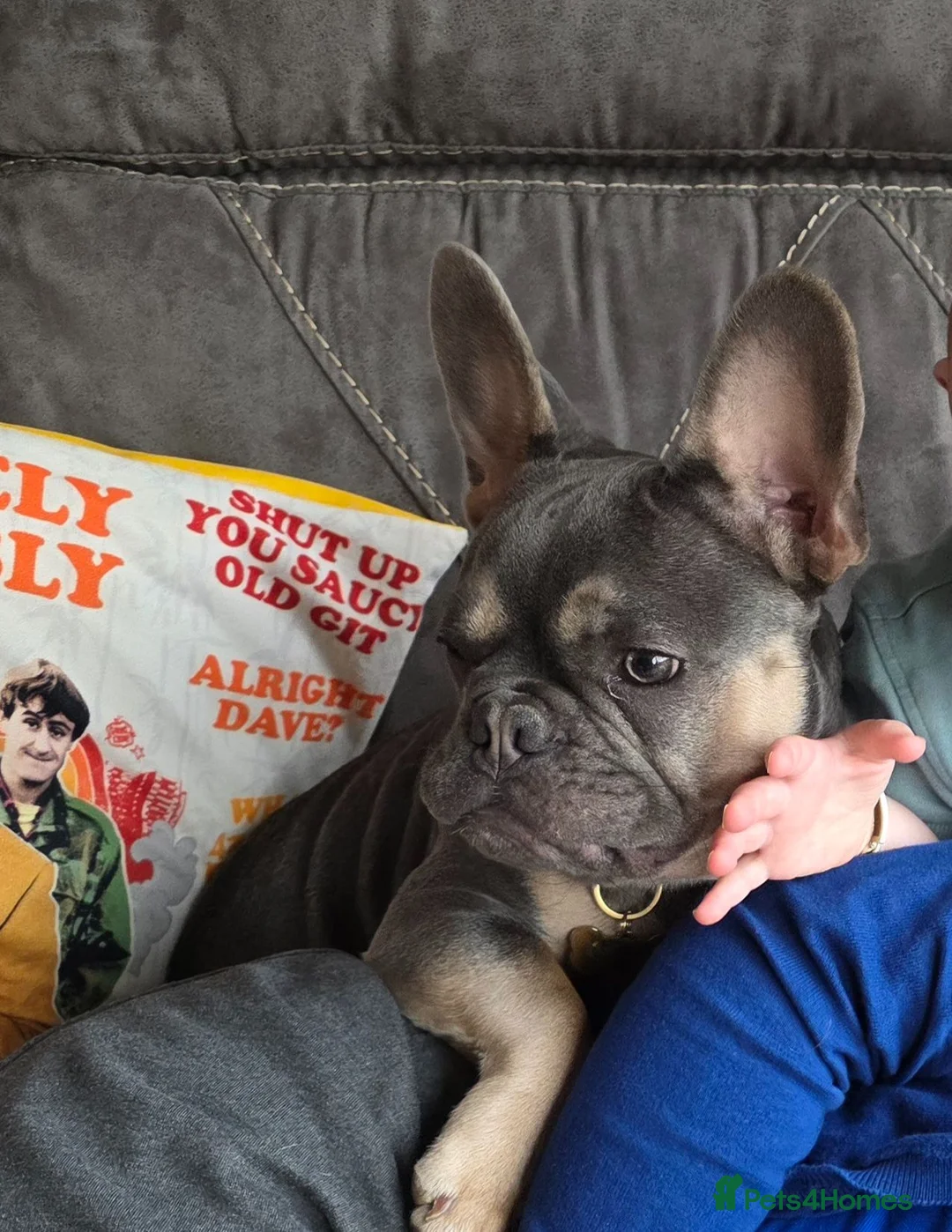 French Bulldog dogs for sale: French bulldog in Sleaford - Advert 2