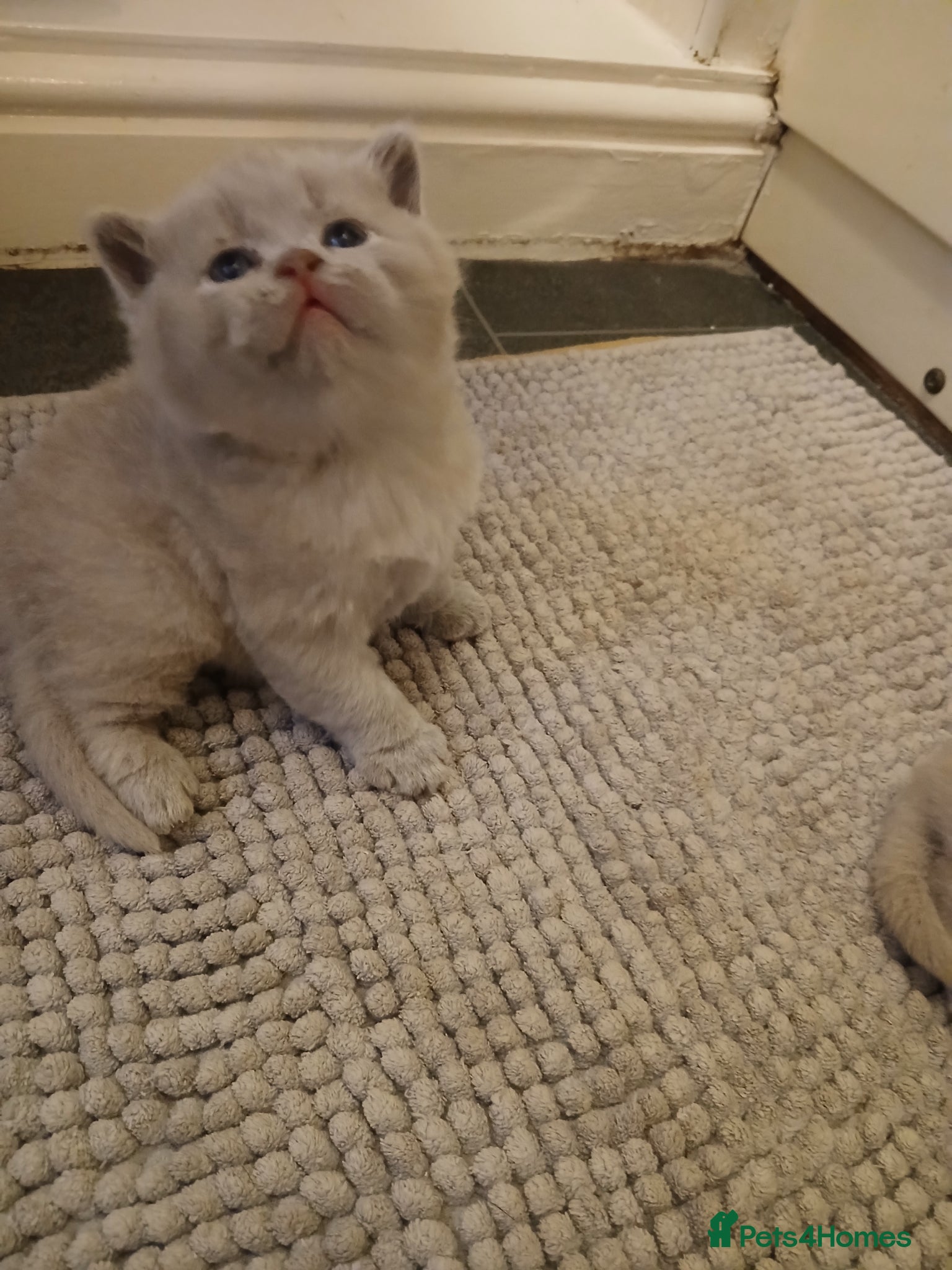 British Shorthair cats British shorthair kittens  - Advert 1