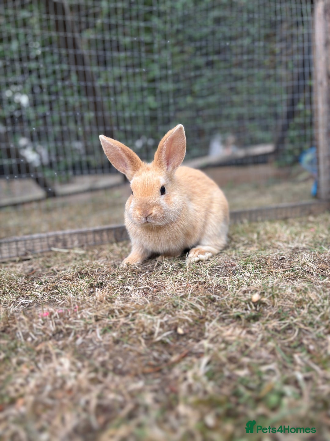 Mini Lop rabbits for sale: Mini Lop x Netherland babies Rabbits – Ready Now! - Image 10