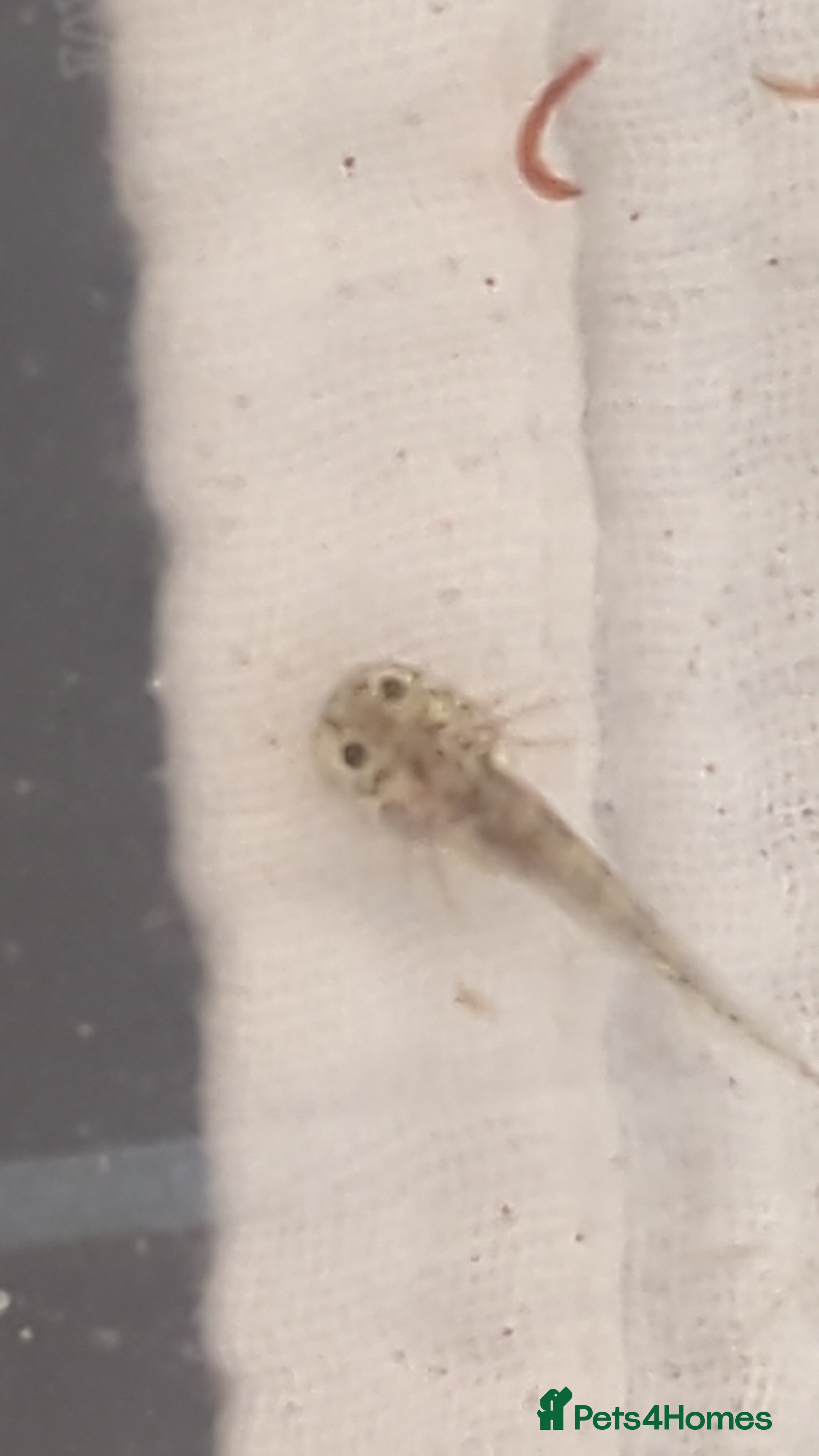 Axolotl reptiles Baby axoltis  - Advert 1