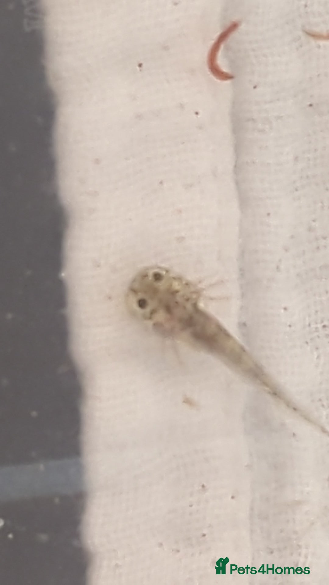 Axolotl reptiles for sale: Baby axoltis  - Advert 1