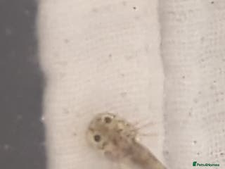 Axolotl reptiles Baby axoltis - Advert 1