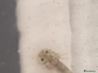 Axolotl reptiles Baby axoltis - Advert 19