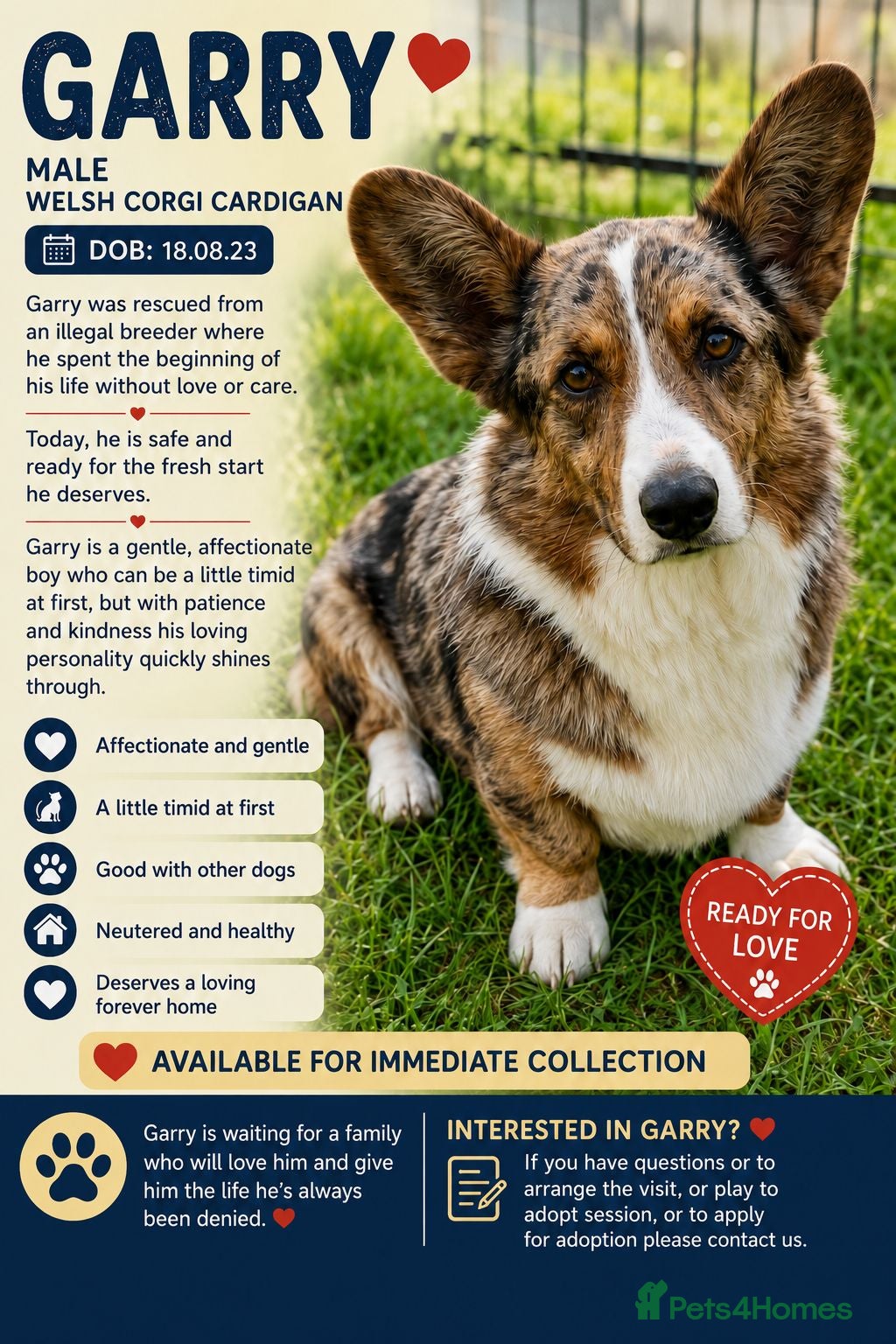 Welsh Corgi Cardigan dogs 🐾 GARRY – Male Welsh Corgi Cardigan 🐾 - Advert 2