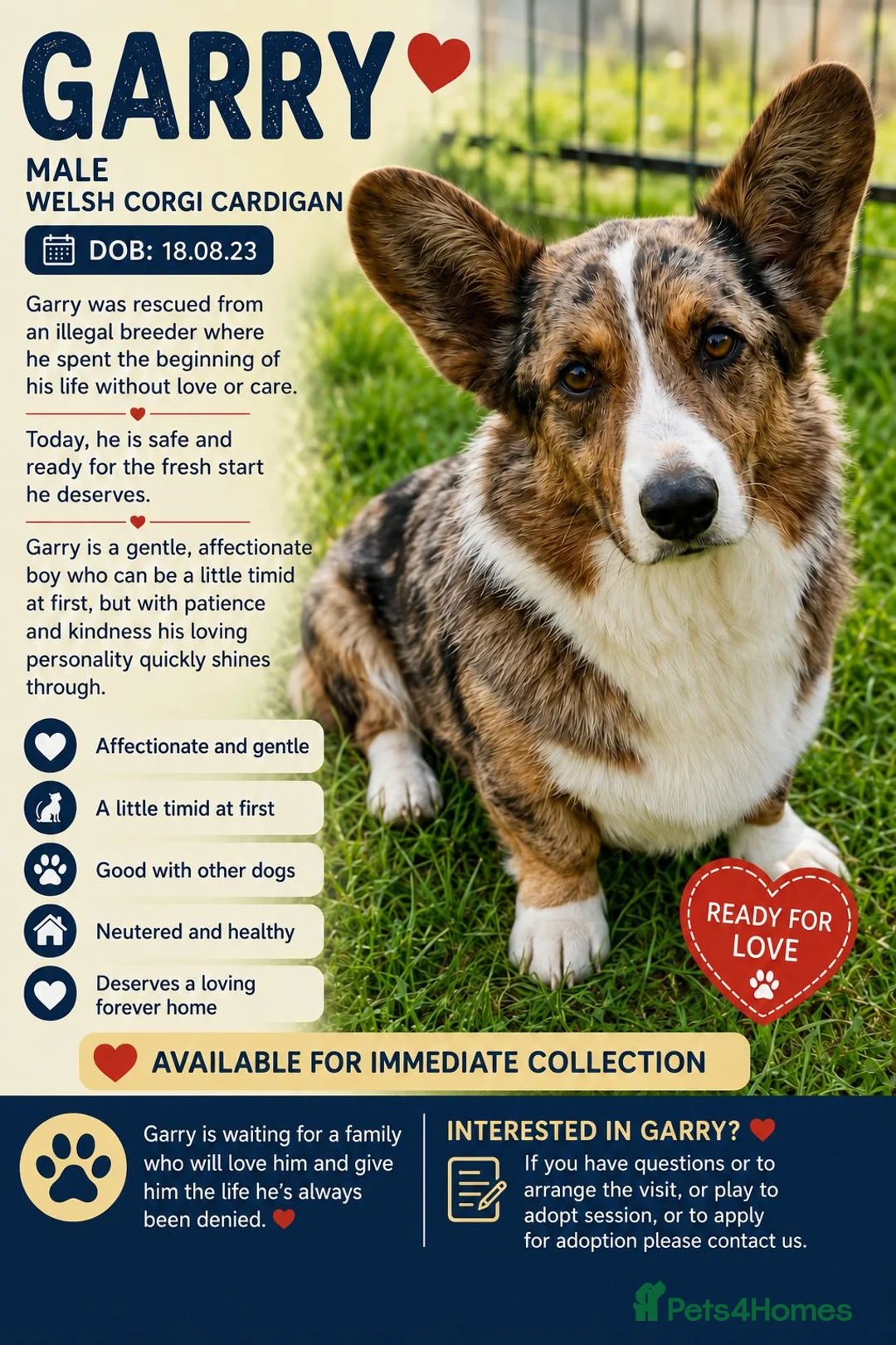 Welsh Corgi Cardigan dogs for adoption: 🐾 GARRY – Male Welsh Corgi Cardigan 🐾 - Advert 2