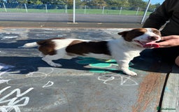 Jack Russell dogs for stud: Miniature Jack Russell for stud  - Image 2
