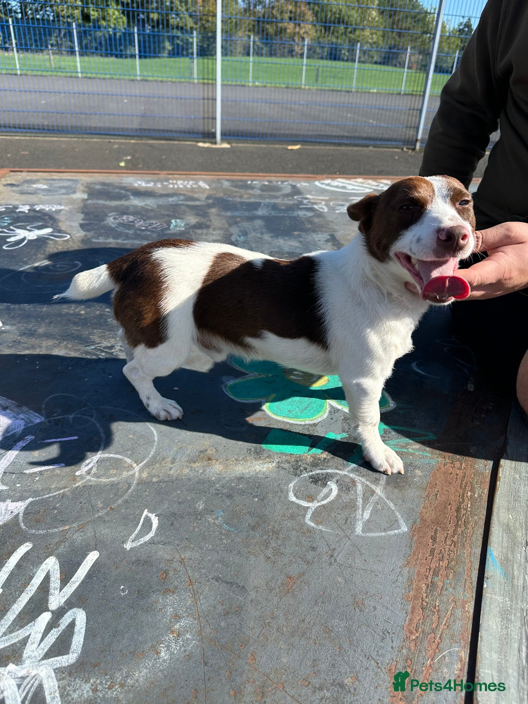 Jack Russell dogs for stud: Miniature Jack Russell for stud  - Image 2