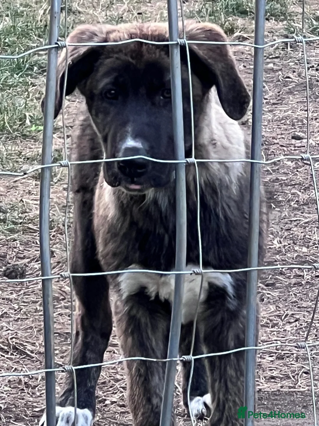 Mixed Breed dogs for sale: Dane Shepherd Pups - Advert 5