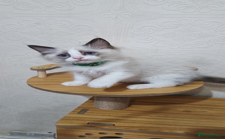 Ragdoll cats - Advert 2