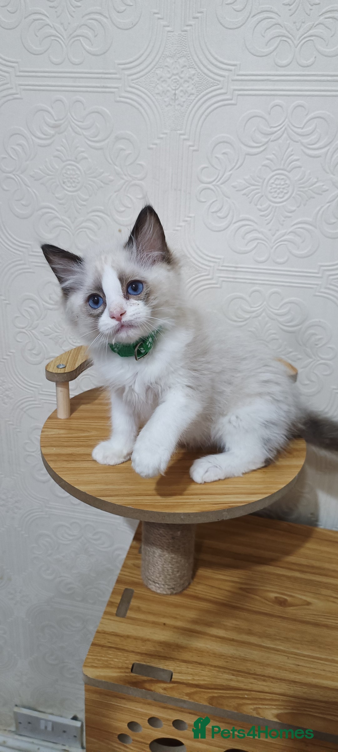 Ragdoll cats for sale: Cute Ragdoll Kittens for Sale - Image 1