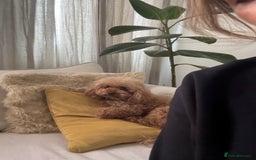 Toy Poodle dogs for sale: Beautiful 5-Month-Old Red Toy Poodle Boy  🐩❤️  - Image 5