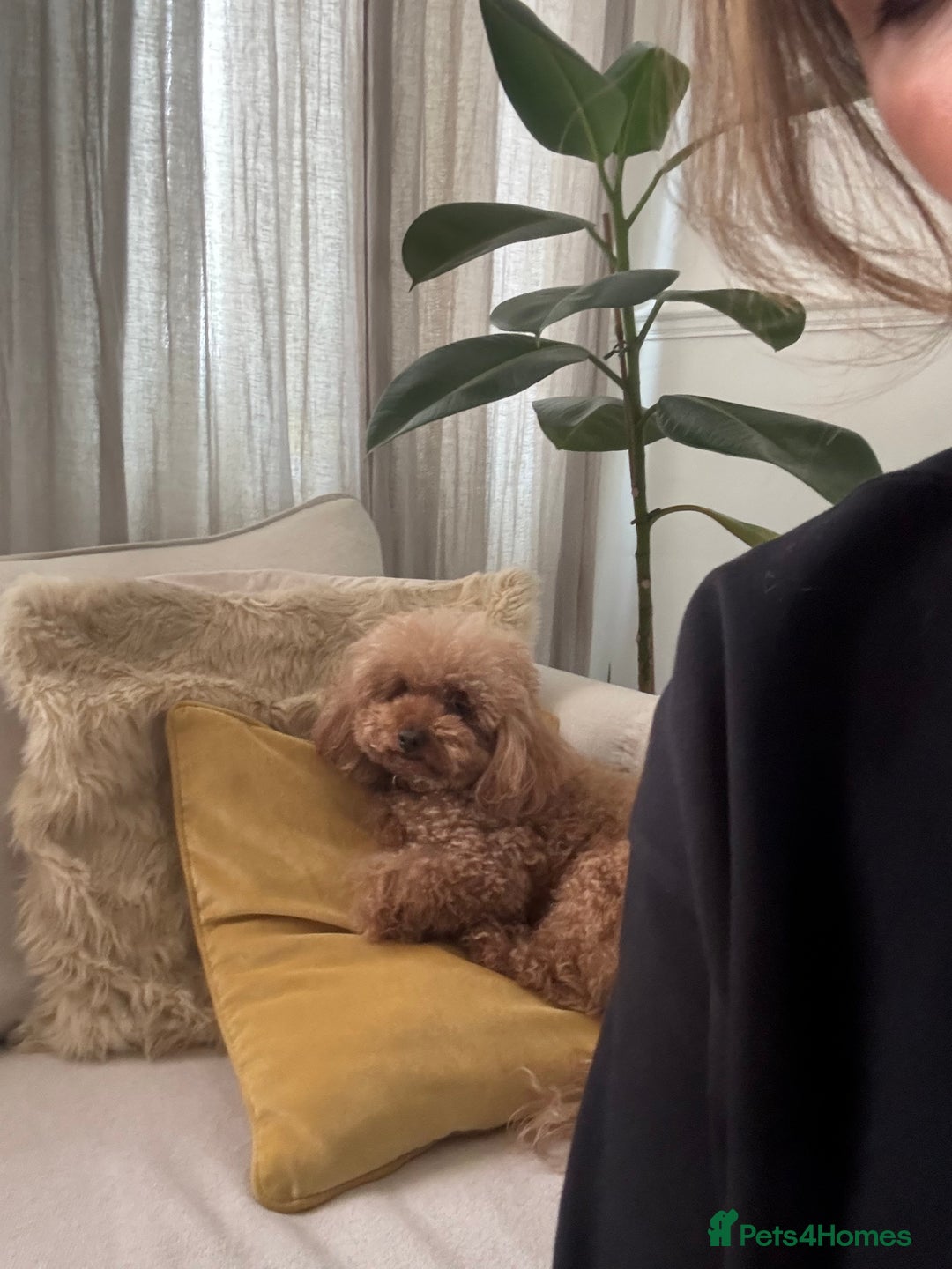 Toy Poodle dogs for sale: Beautiful 5-Month-Old Red Toy Poodle Boy  🐩❤️  - Image 5