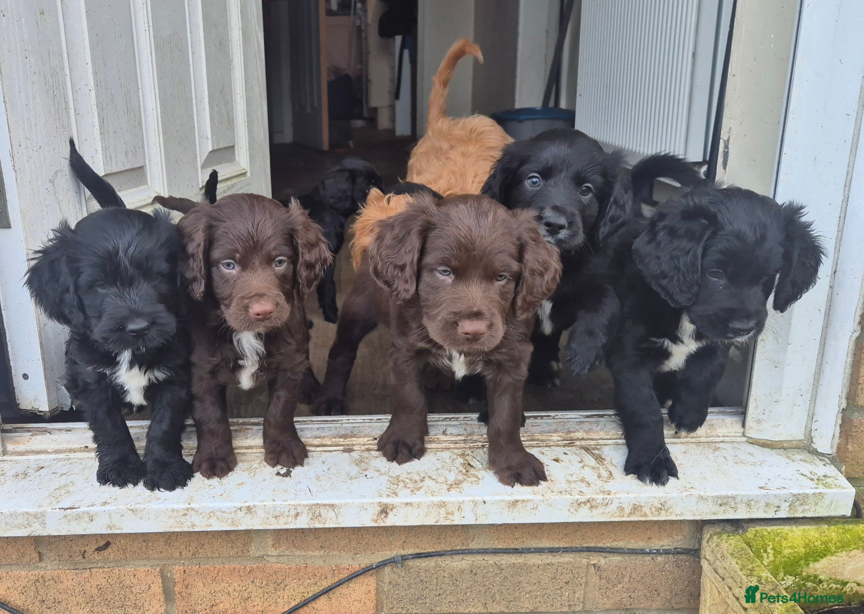 Mixed Breed dogs Gorgeous Sprockapoollies - Advert 1