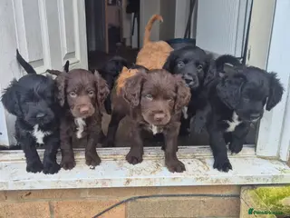 Mixed Breed dogs Gorgeous Sprockapoollies - Advert 1