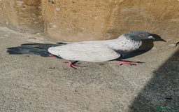 Pigeons birds for sale: Pigeon  - Image 3
