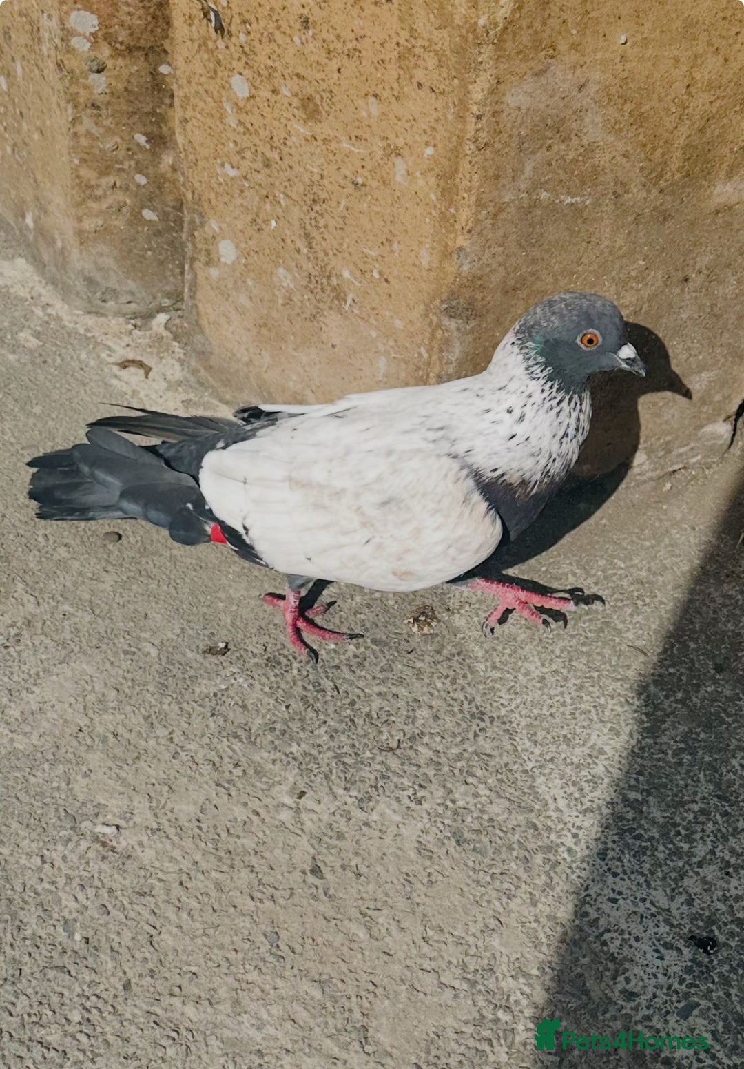 Pigeons birds for sale: Pigeon  - Image 3