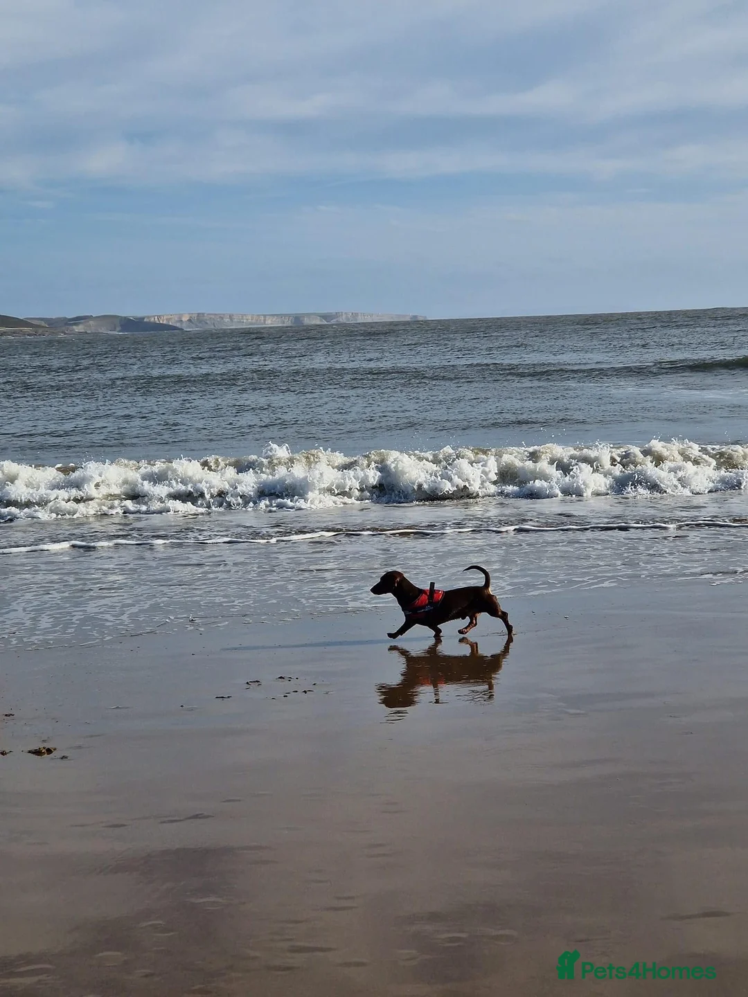 Miniature Dachshund dogs for stud: Chocolate and Tan Smooth Coat STUD  in Pontypridd - Advert 11