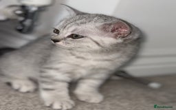 British Shorthair cats for sale: British shorthair adorable Kittens - Image 1