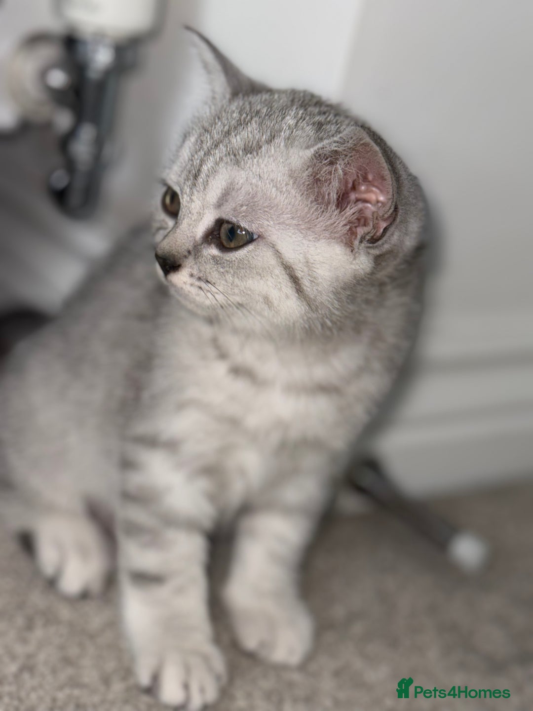 British Shorthair cats for sale: British shorthair adorable Kittens - Image 1