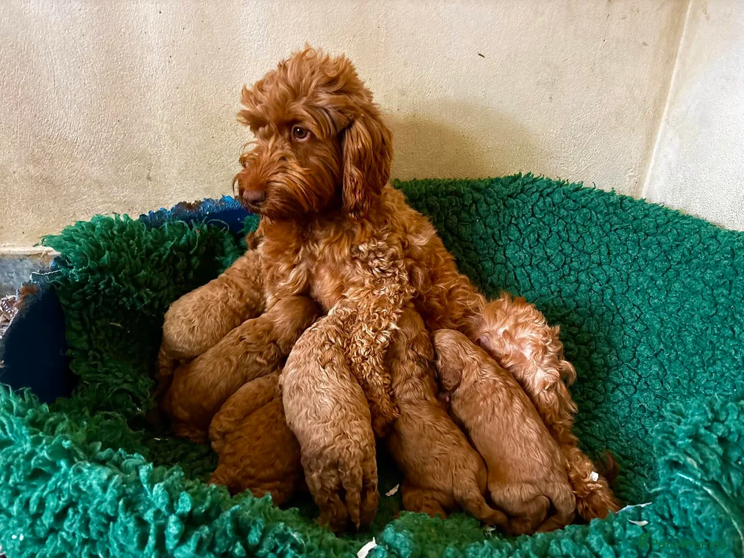 Cockapoo dogs for sale: HUGO F1b Red Cockapoo - READY NOW  - Advert 8