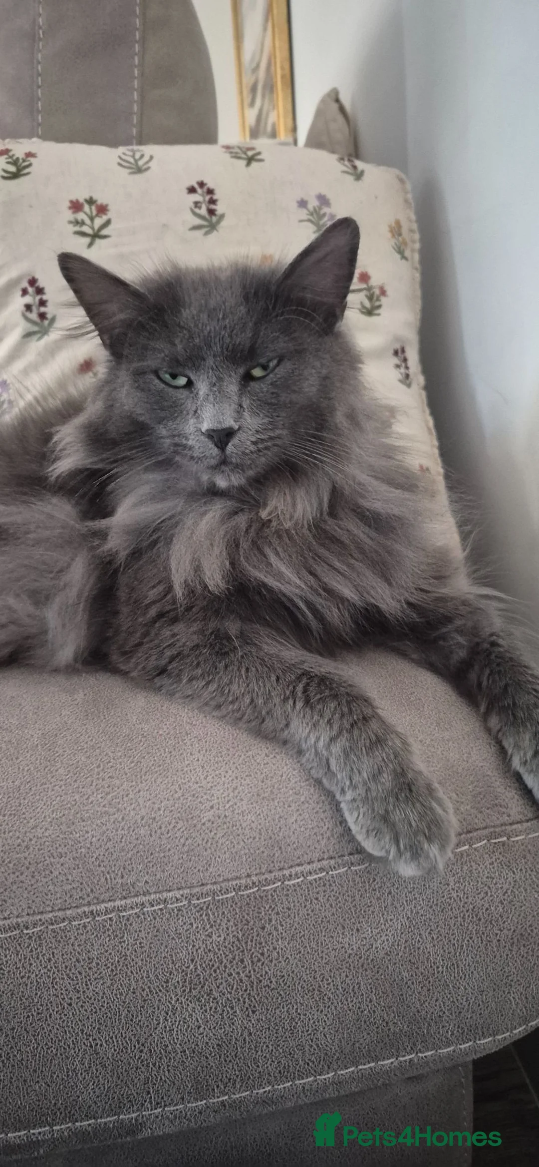 Russian Blue cats for sale: Russian Blue X Bengal - Advert 1