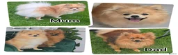 Pomeranian dogs for sale: 3 Beautiful Pomeranian Girls💕 - Advert 2