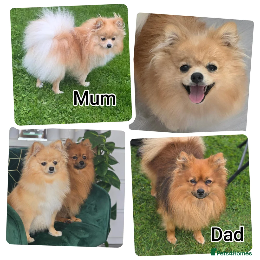 Pomeranian dogs for sale: 3 Beautiful Pomeranian Girls💕 - Advert 2