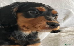 Cocker Spaniel dogs for stud: KC registered Champion bred working cocker  in Middlewich - Image 3