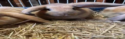 Mini Lop rabbits for sale: Adorable Mini Lop Baby Bunnies  - Advert 2