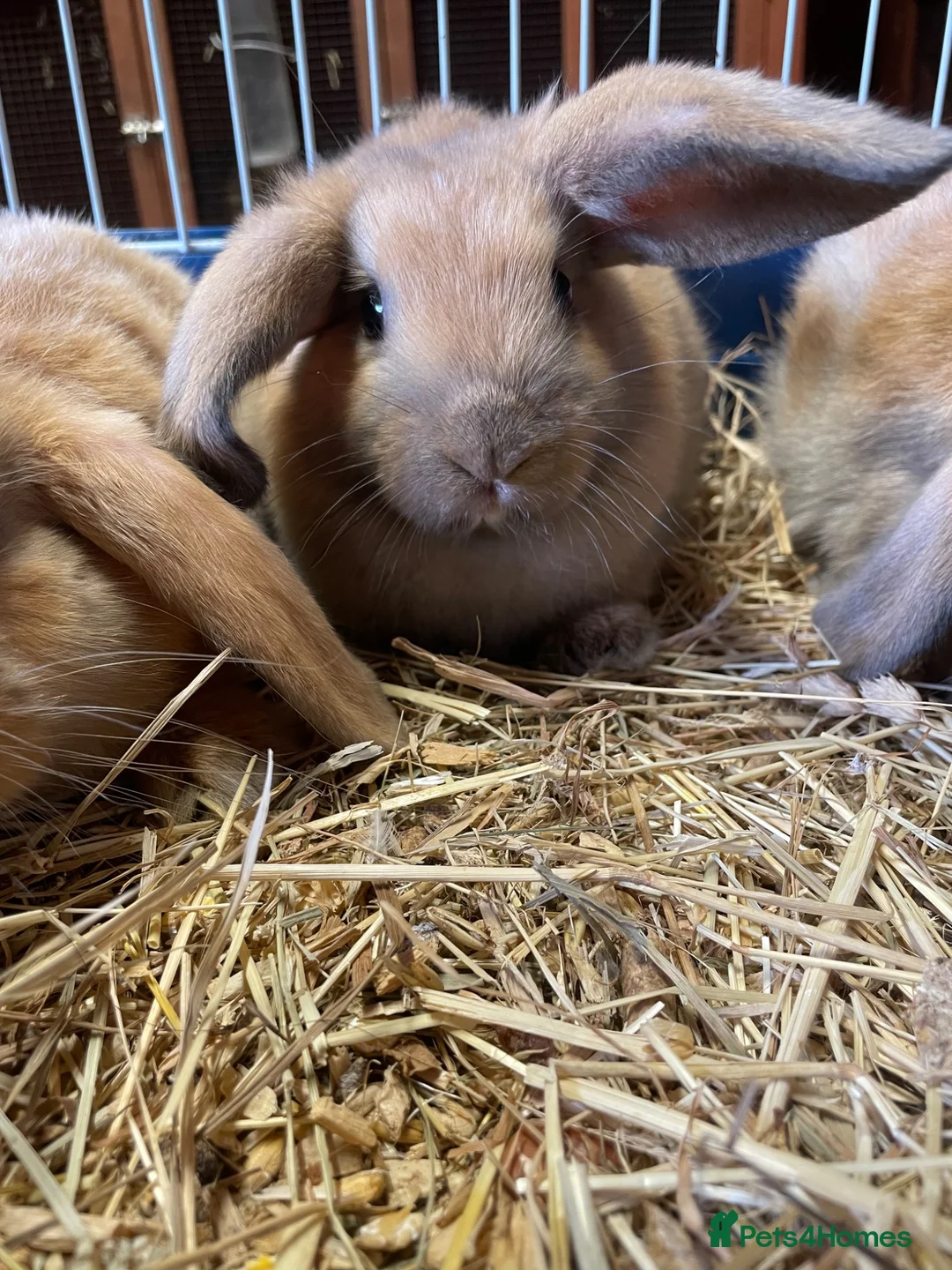 Mini Lop rabbits for sale: Adorable Mini Lop Baby Bunnies  - Advert 2