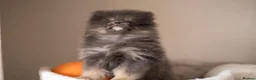 Pomeranian dogs for sale: Beautiful boys ready for their new homes  - Advert 3