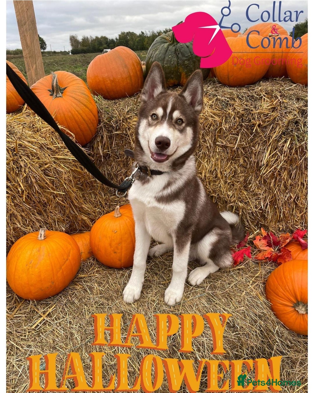 Siberian Husky dogs for sale: Siberian husky male (buck) - Image 12