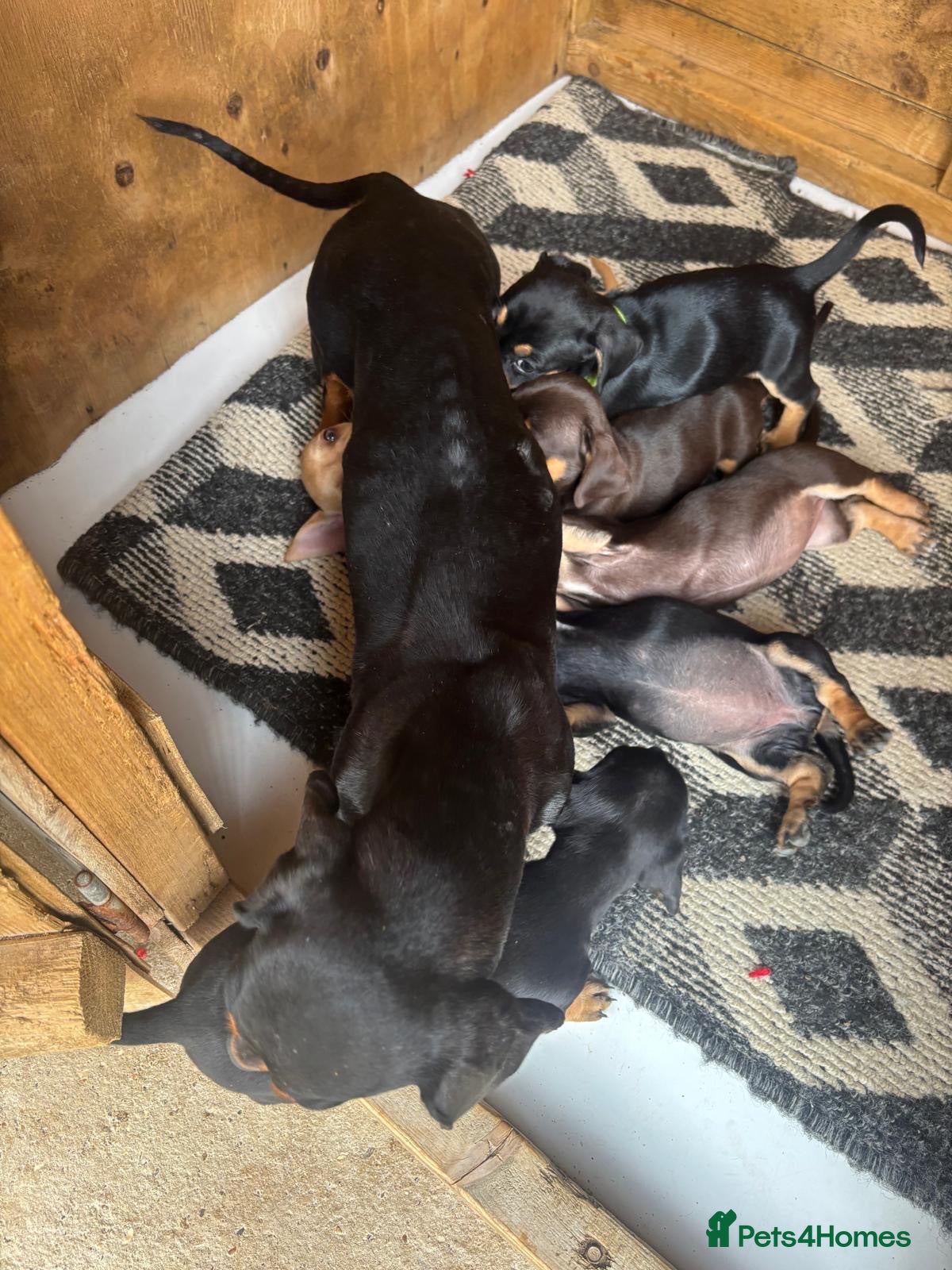 Dachshund dogs BEAUTIFUL DACHSHUND PUPS READY 9/11  - Advert 1
