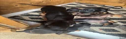 Dachshund dogs for sale: BEAUTIFUL DACHSHUND PUPS READY 9/11  - Advert 2